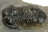 Detailed Proetid (Gerastos) Trilobite Fossil - Morocco #340249-1